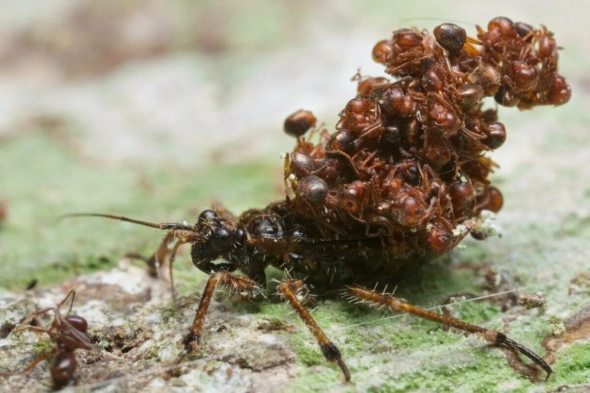 Acanthaspis Petax. Клоп Acanthaspis Petax. Муравьиный Жук пауссида. Муравьев заболела