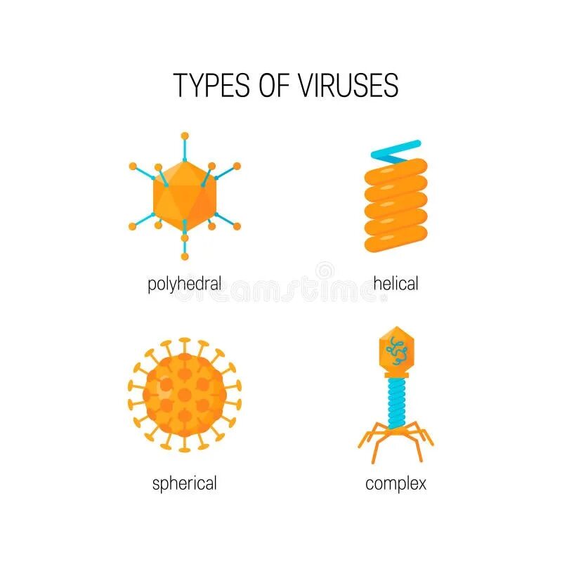 Types of viruses