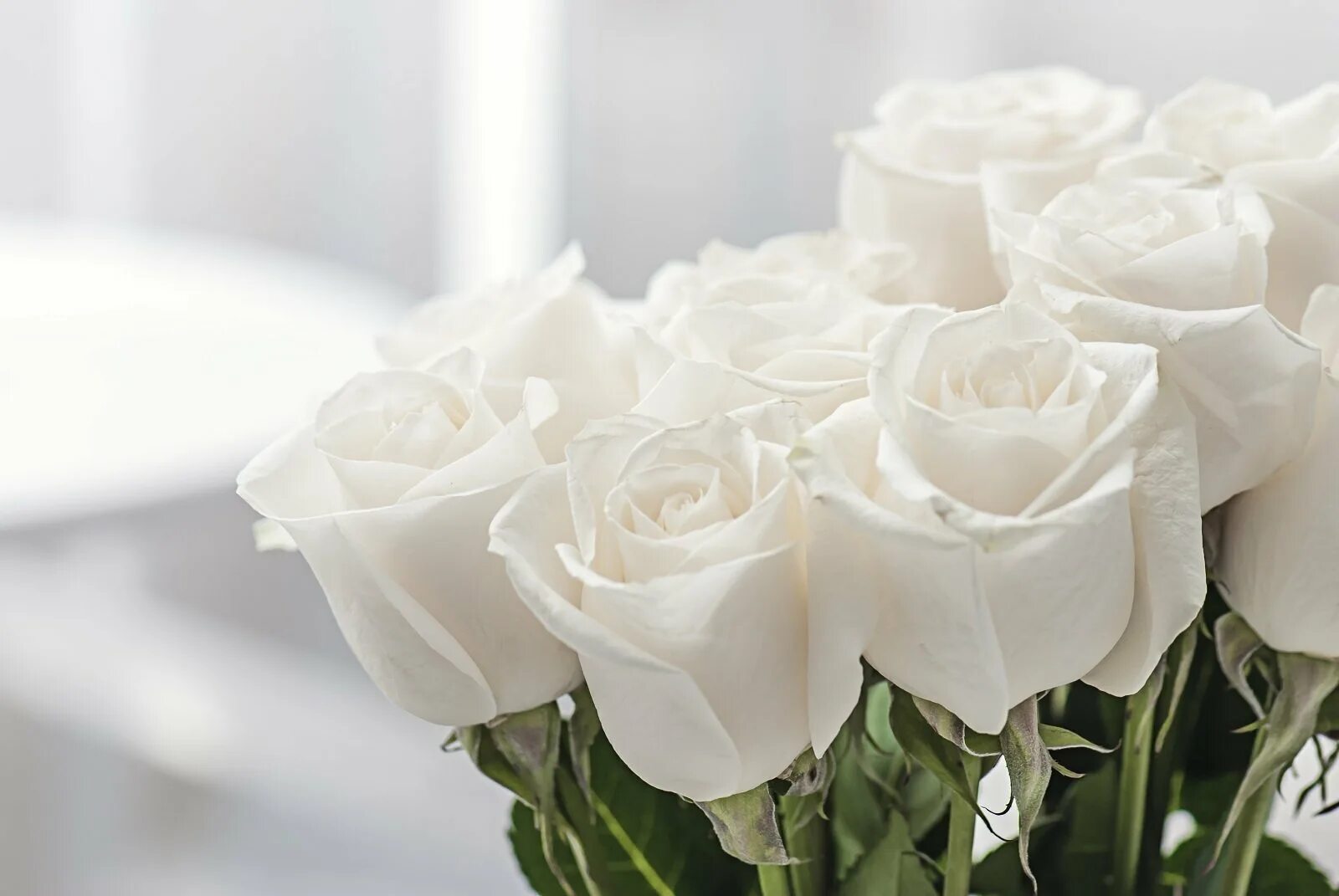 Сон белые розы букет. Белые розы. Белоснежные розы. Цветы белые розы. Открытки с белыми розами.