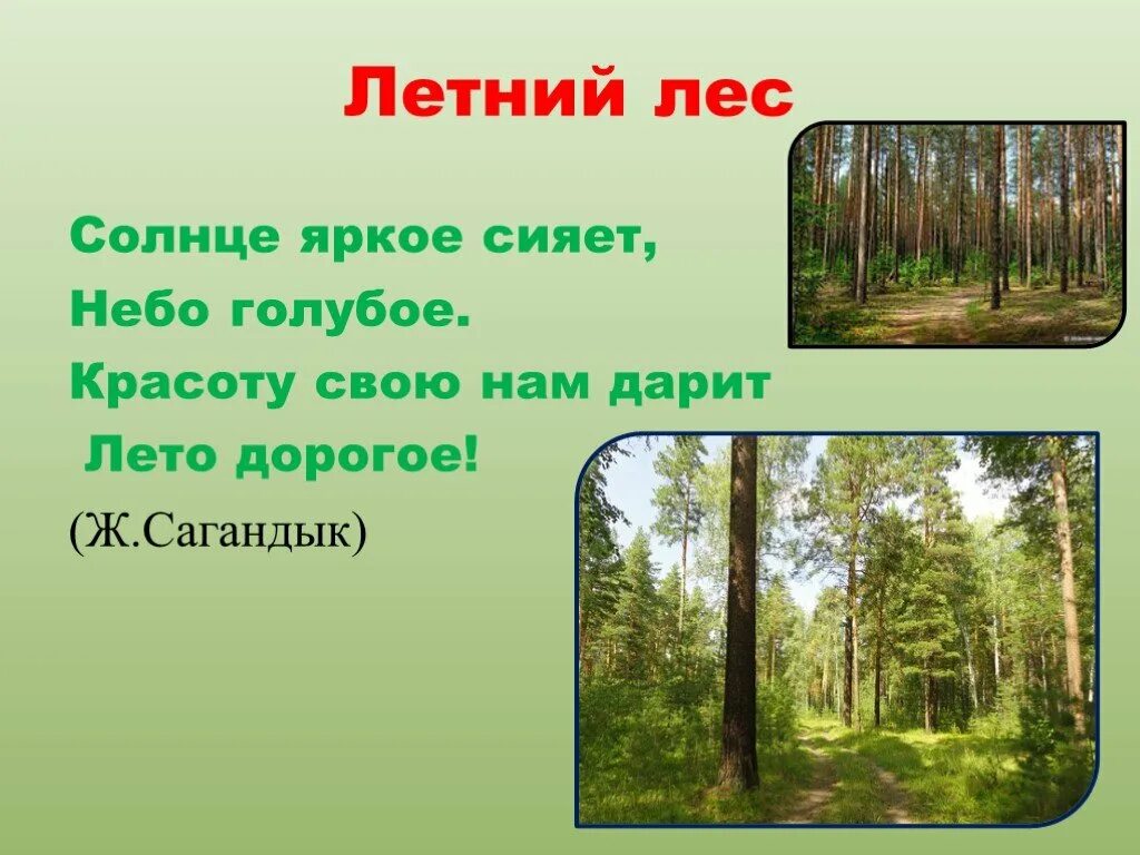 Лес летом план