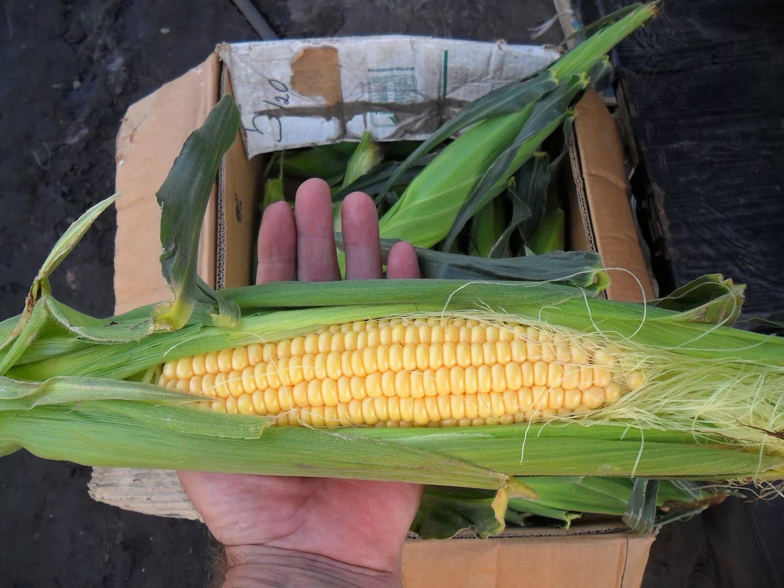 Можно ли посадить кукурузу. Кукуруза в огороде. Спелая кукуруза в початках. Кукуруза на грядке. Созревшая кукуруза.