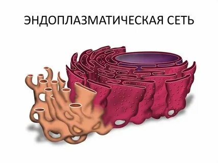 Строение эпс 9 класс биология