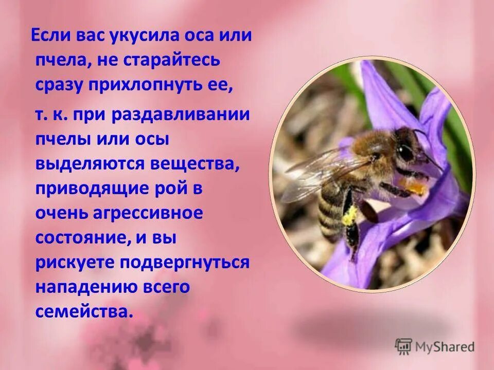 Информация о пчёлах и осах. Интересное о пчелах, осах. Сообщение о осах. Сообщение о пчелах осах.