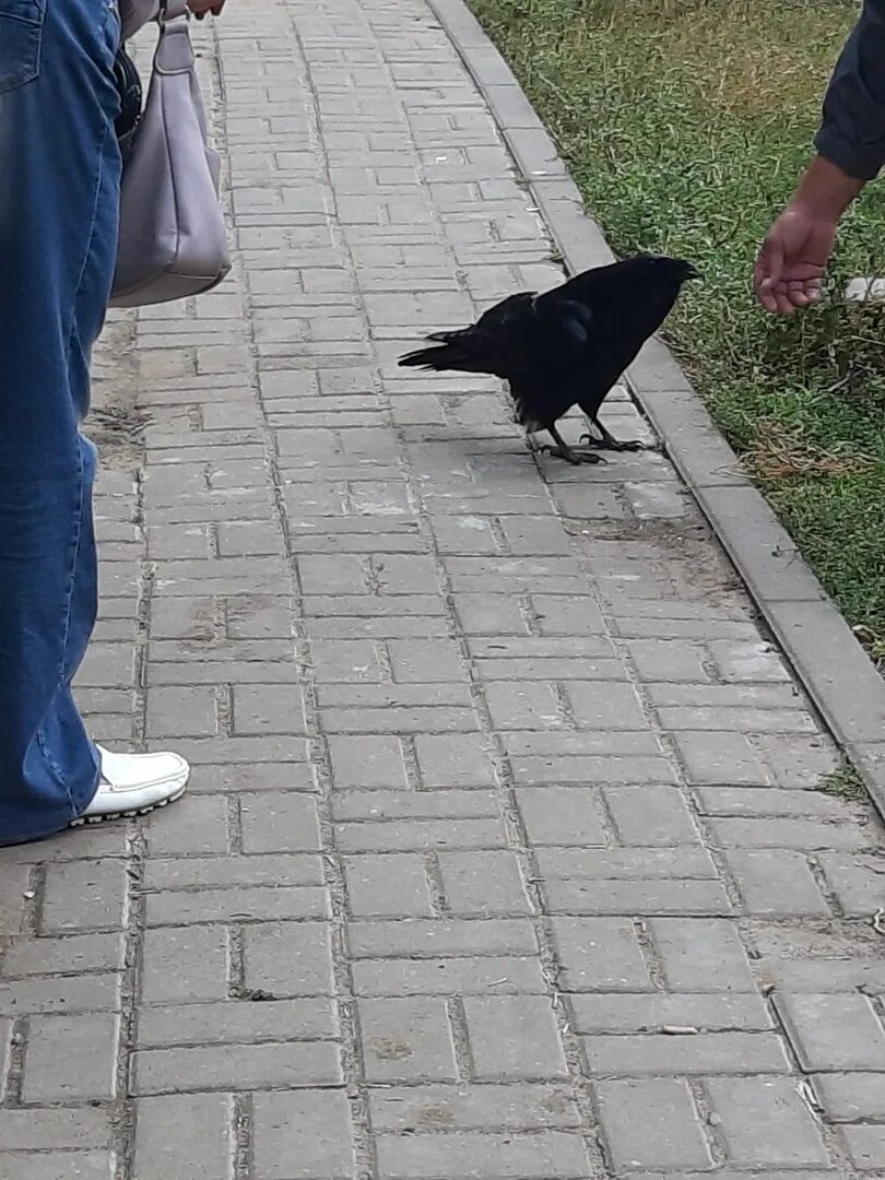 Сколько будет идти ворон на домашнем. Вороны на улице. ворон на улице. ручной ворон. ворона на улице.