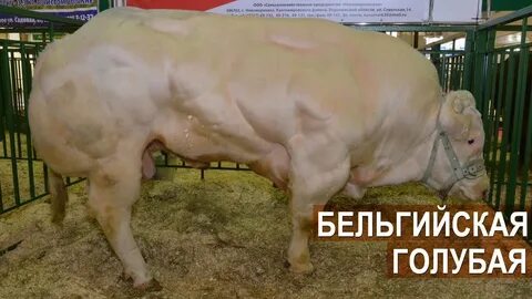 Голубая мясная порода