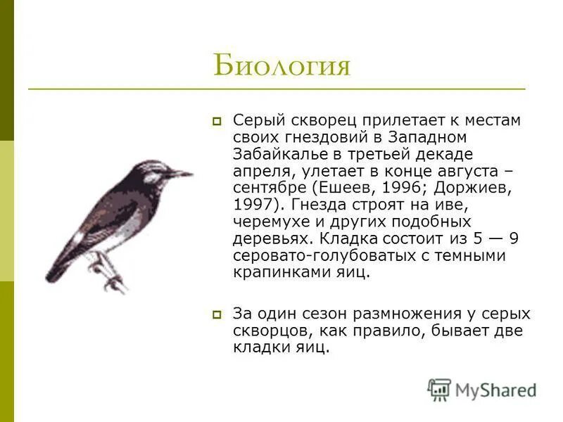 Скворцы прилетели сочинение. Серый скворец. Серый скворец описание и фото. Когда прилетают скворцы. В каком месяце прилетают скворцы