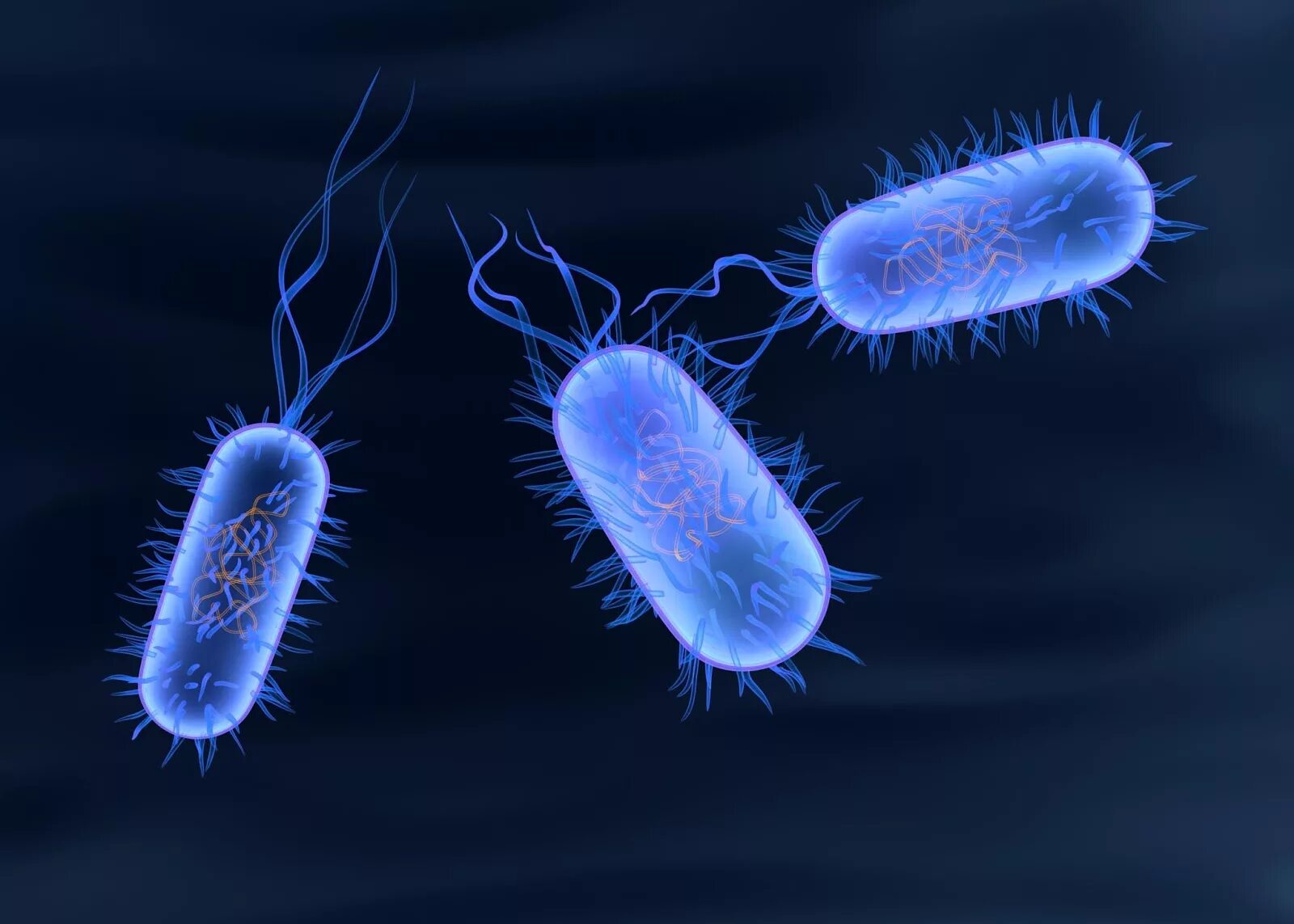 Salmonella enterica. Бактерия сальмонелла Тифи. Брюшной тиф возбудитель бактерия. Сальмонелла брюшного тифа бактерия.
