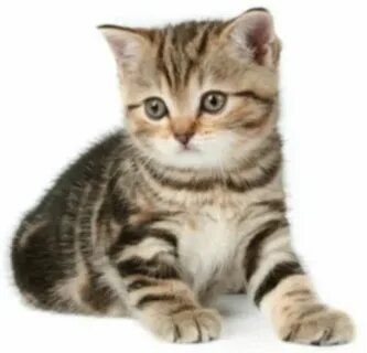 Маша Лундпен онлайн порно