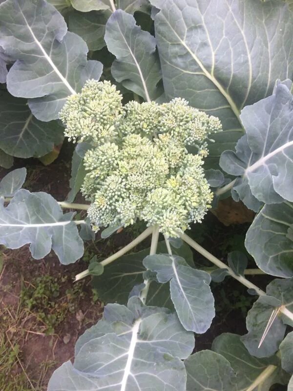 Брокколи как выглядит созревшее растение Os brocolos Portuguese translation of Broccoli Суперпродукты, Брокколи, Овощи