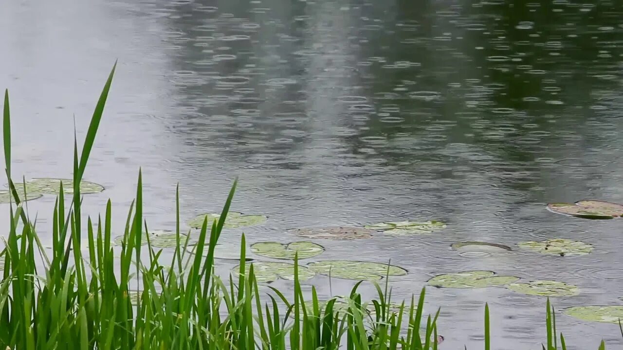 Дождь на реке. Летний дождь на реке. Дождь на озере. Летний дождь над озером.