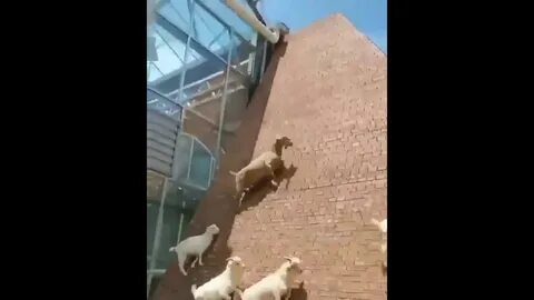 Коза телеграмм
