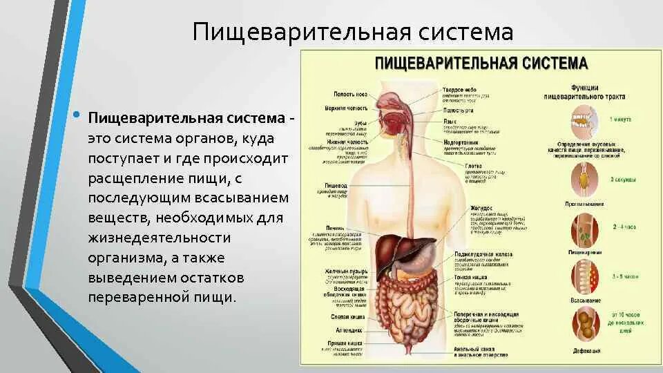 Пищеварительная система причины. 3 Функции пищеварительной системы. Система органов пищеварительная органы и функции. Пищеварительная система человека переваривание. Перечислите органы относящиеся к пищеварительной системе.