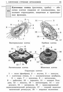 Белки клетки егэ биология