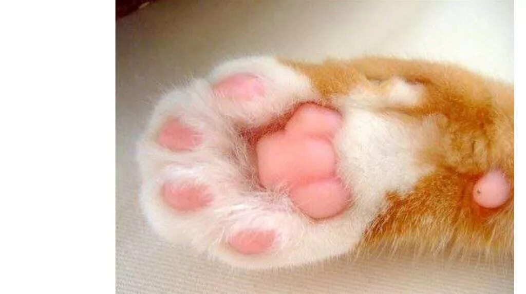 сколько подушечек на лапах у кошки