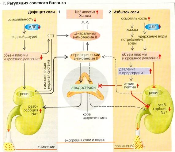 Нарушение солевого баланса. Регуляция водно-солевого баланса. Водно солевой баланс схема. Схема регуляции водно-солевого обмена. Водно солевой баланс физиология.