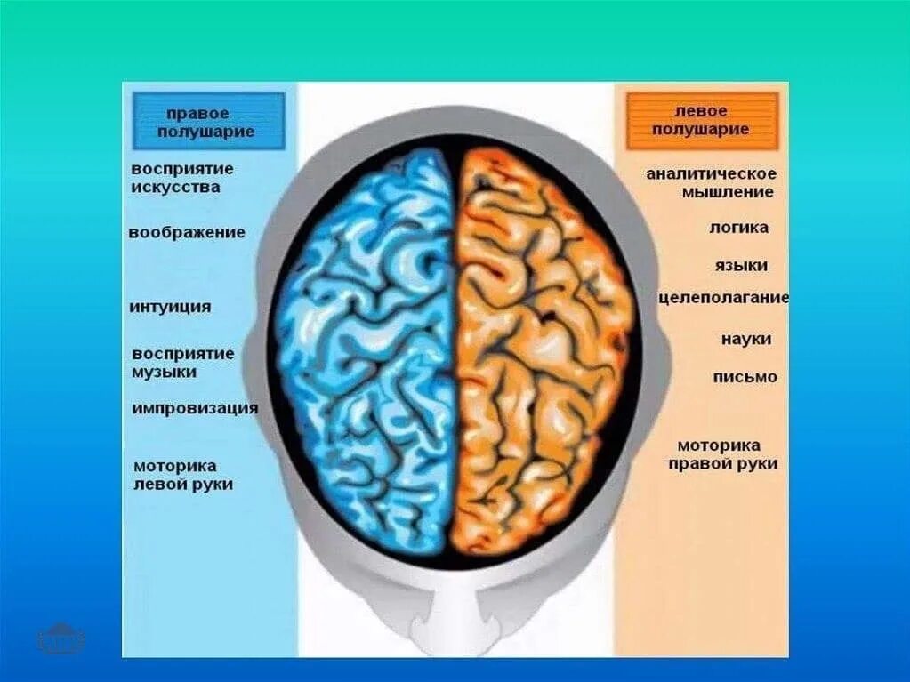 Мозг человека полушария. Левое полушарие. Левое и правое полушарие. Левое полушарие мозга. Тест правое полушарие
