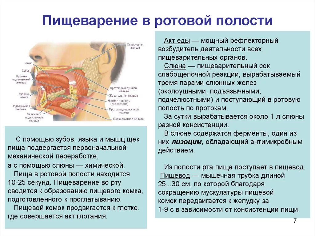 Ротовая полость начало расщепления. Функции ротовой полости в процессе пищеварения. Схема процесса пищеварения пища ротовая полость. Процесс пищеварения в ротовой полости. Пищеварительные железы ротовой полости кратко.