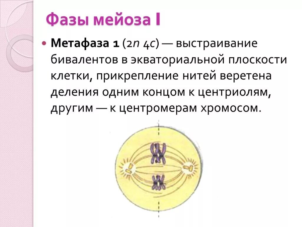 В метафазе первого деления мейоза происходит. Фазы мейоза метафаза 1. Фазы деления мейоза метафаза. Метафаза 1 мейоза процессы. Характеристика метафазы 1 мейоза.