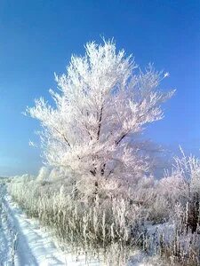 Картинки инея в природе