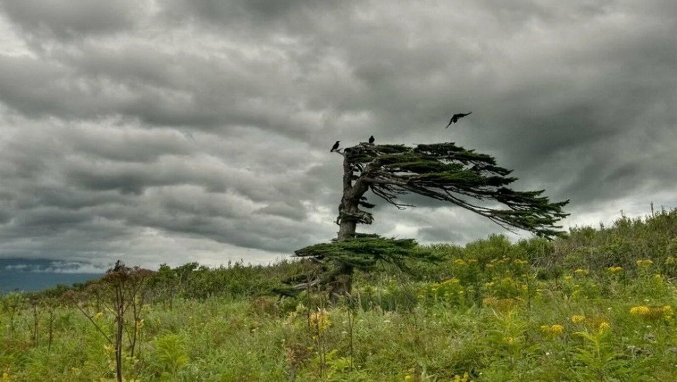 Дерево сильная буря. Флагообразная крона деревьев. Итуруп ураган. Флагообразная крона у сосны. Вулкан Буревестник Итуруп.
