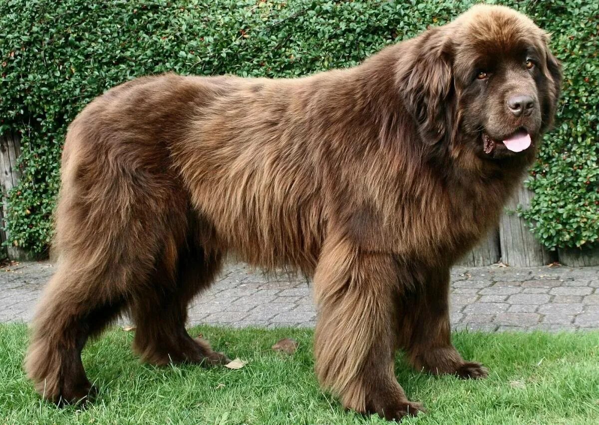 Нужны большие собаки. Мастиф ньюфаундленд. Ньюфаундленд коричневый. Леонбергер и тибетский мастиф. Тибетский Сенбернар.