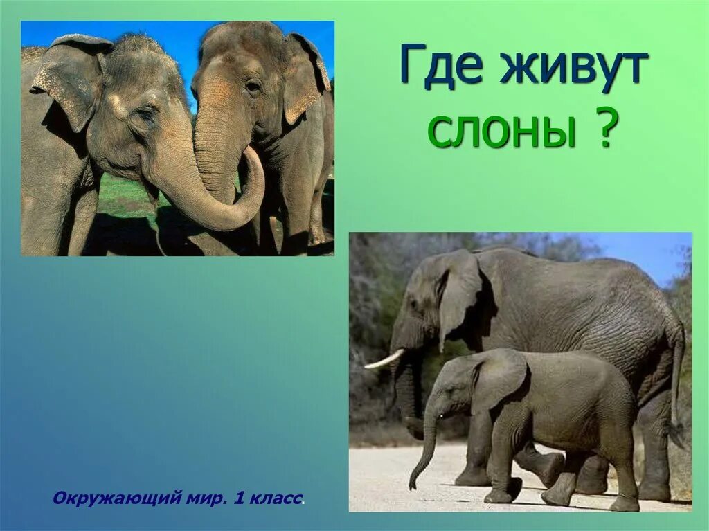 Где стоят слоны. Слоны 1 класс. Слон окружающий мир. Слон 1 класс окружающий мир. Где живут слоны.