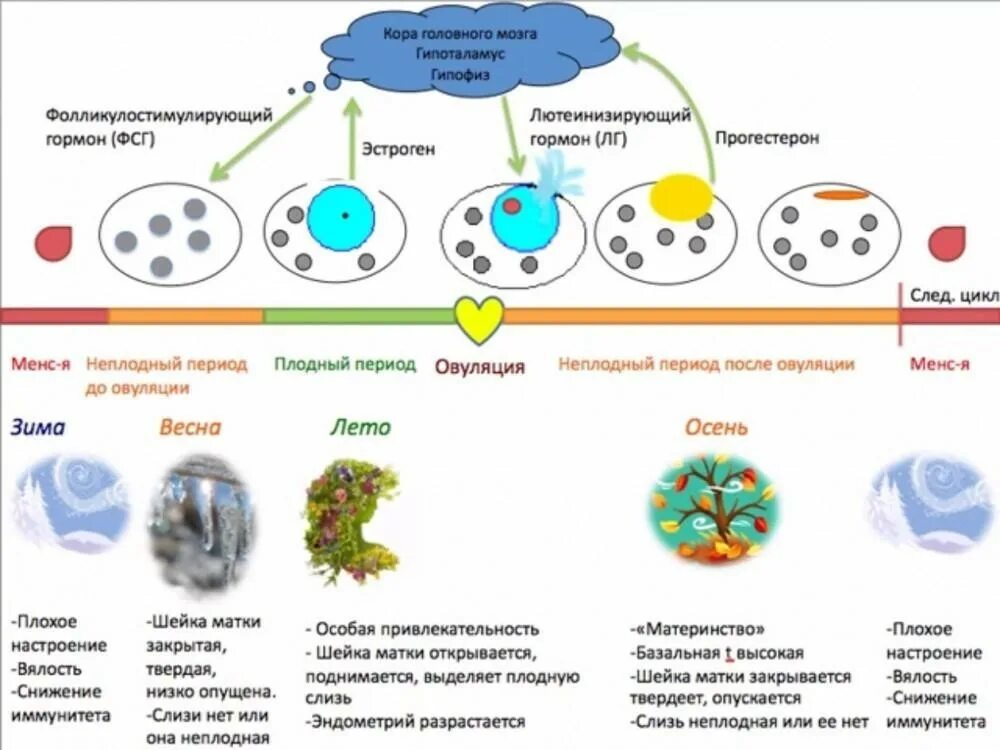 Настроение в овуляцию. Овуляция цикл гормоны. Фазы менструационного цикла и настроение. Настроение по дням цикла женщины. Менструальный цикл схема.