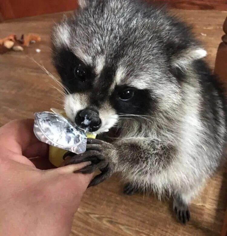 Енот живой. Енот домашний маленький. Сколько рублей стоит енот. Енот-полоскун. Еноты домашние маленькие.