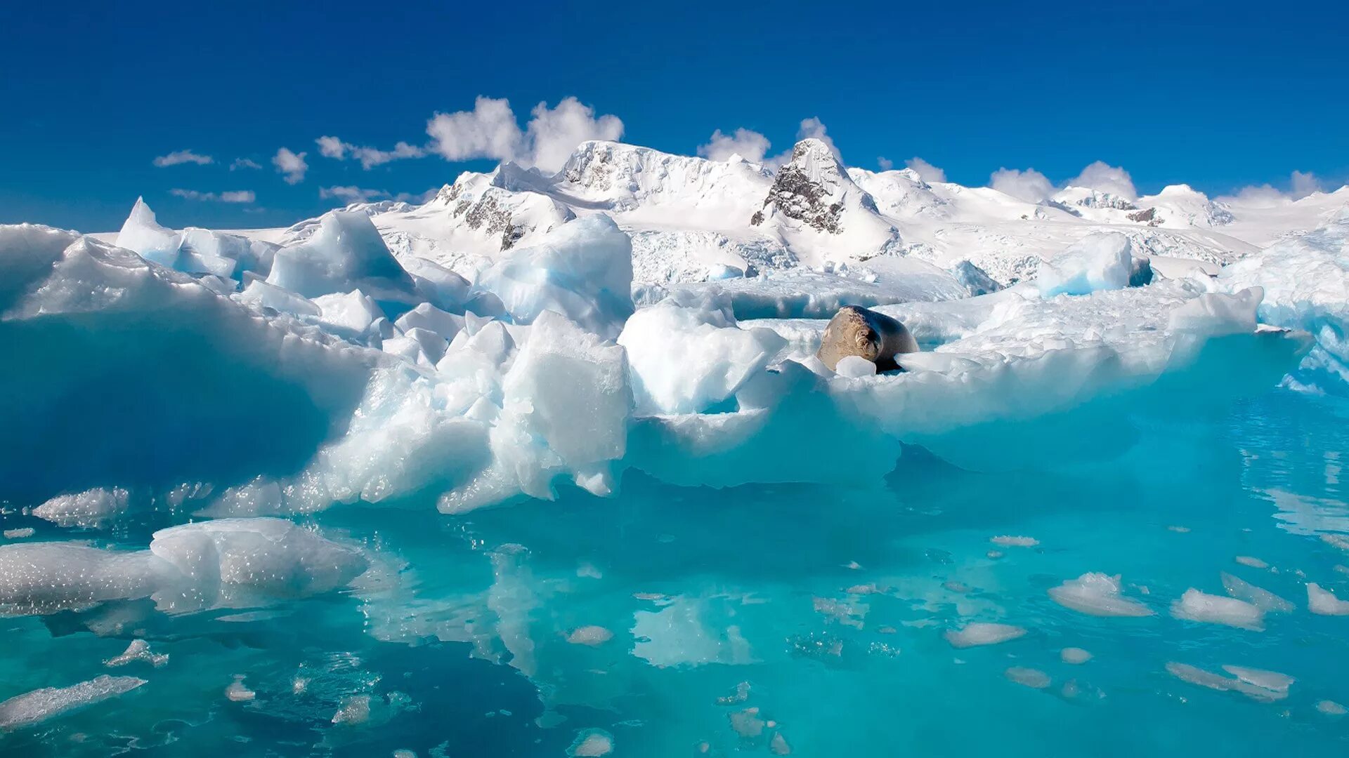 Бассейн антарктического океана реки. Северный Ледовитый океан и Антарктида. Северный полюс антарктический океан. Природа Арктики. Ледяное море.
