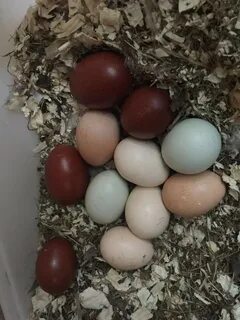 Куры маран цвет яиц