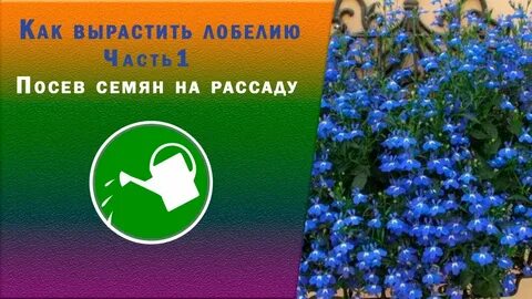 Как правильно вырастить лобелию
