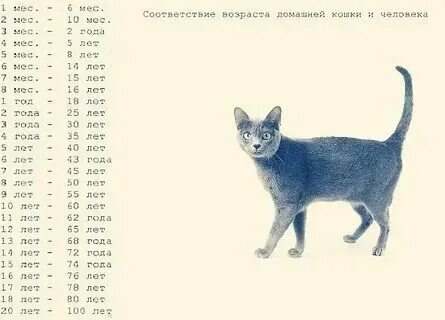Сколько котятам лет по человеческим меркам