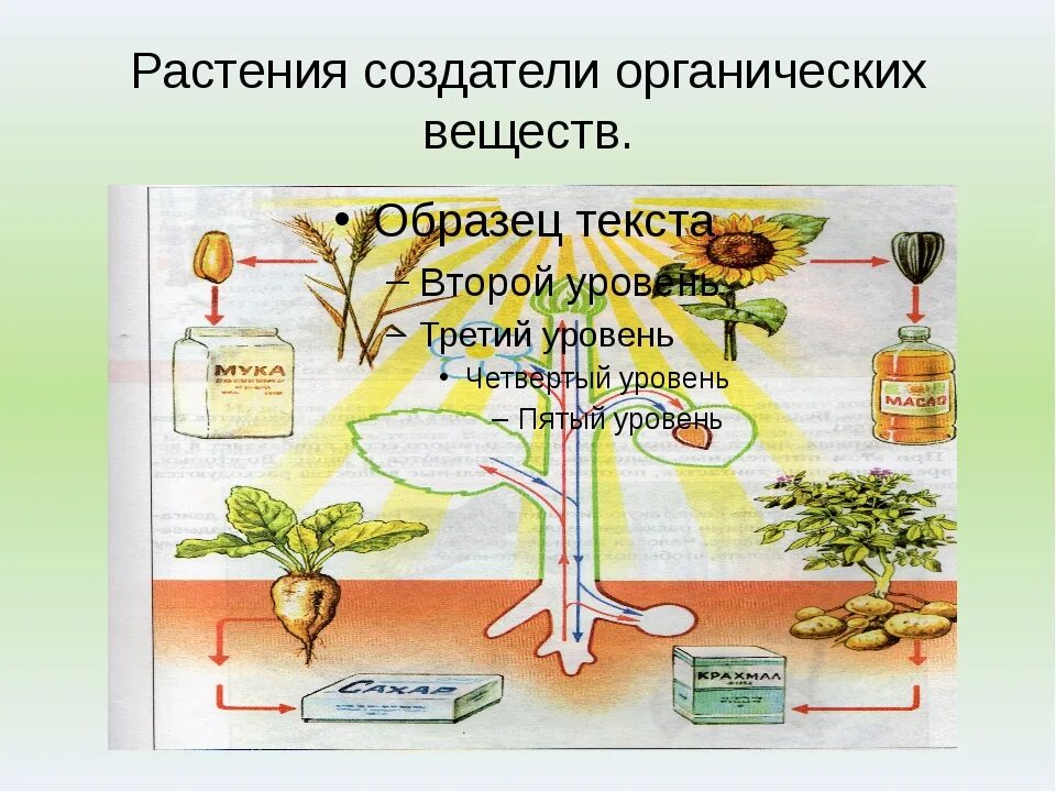 Обмен веществ минеральное питание. Органические вещества растений. Обнаружение органических и Минеральных веществ у растения.. Питательные вещества для растений. Растения создатели органических веществ.