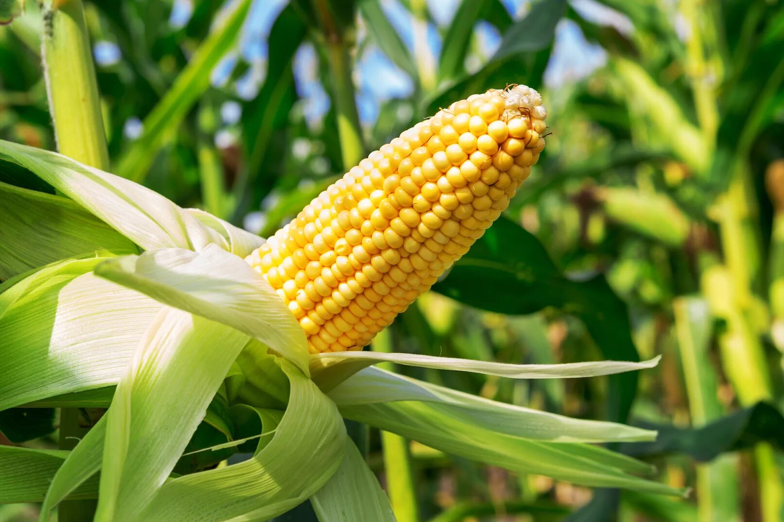 Кукуруза это зерновая культура. Corn plant. Соцветие кукурузы. Кукуруза злаковое растение. Кукуруза растение.