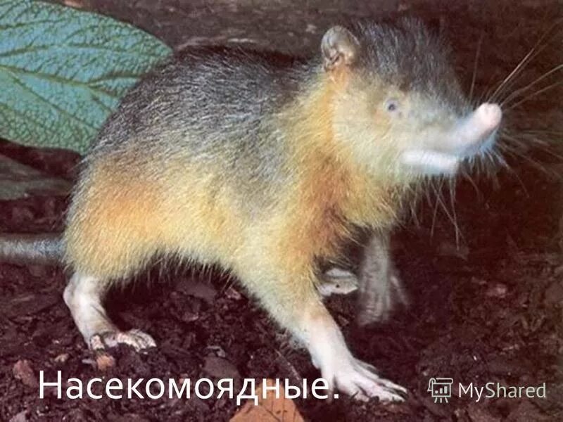 утконос ехидна и проехидна. первозвери яйцекладущие представители. яйцекладущие млекопитающие. насекомоядные плацентарные млекопитающие. сумчатые мелового периода.