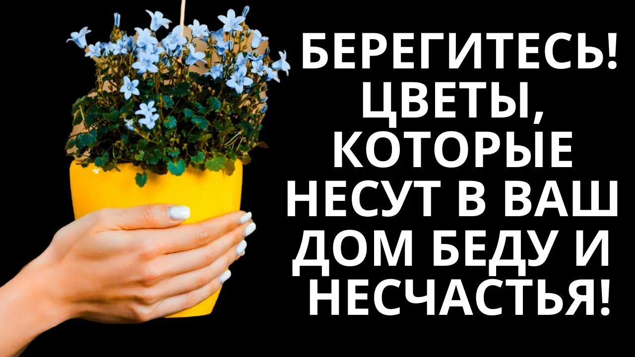 Комнатные растения для богатства и удачи. Цветы которые приносят деньги. Цветущие комнатные цветы приносящие удачу. Эти цветы приносят. Домашние цветы приносящие беды.