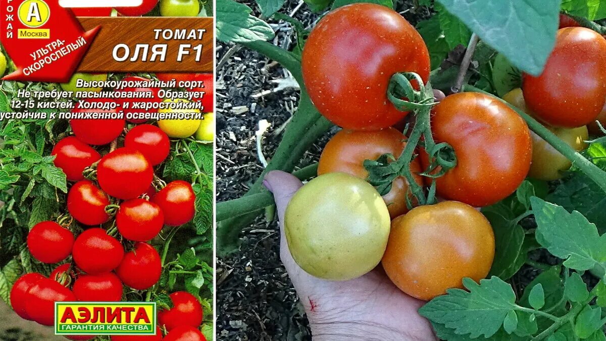 Сорт томатов оля f1 отзывы. Помидоры Оля ф1. Помидоры сорт Оля f1. Семена томат Оля f1. Гибрид Оля f1.