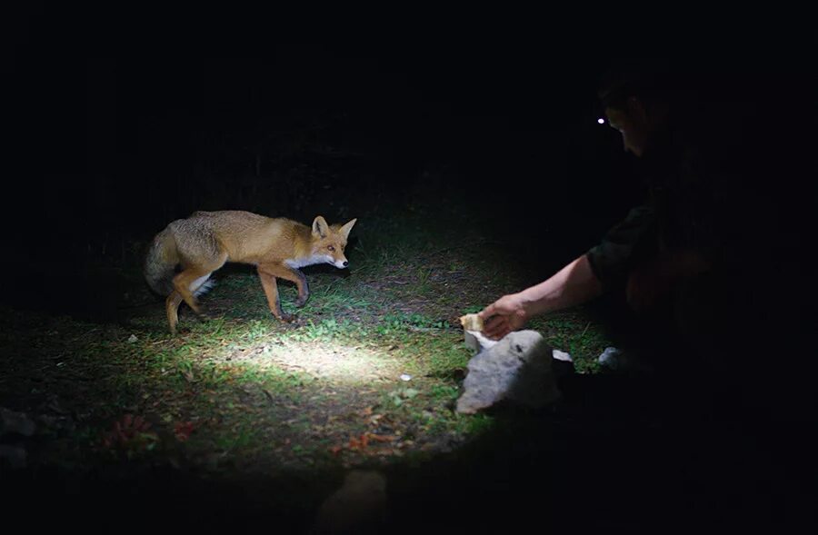 Лиса ночью в лесу. Лиса ночью. Лиса ночью в лесу. Лис в темноте. Лиса одиночество.