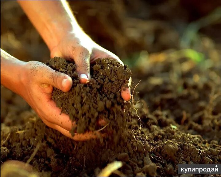 Повышением плодородия земли. Почва. Плодородие почвы. Почва в саду. Что повышает плодородие почвы.