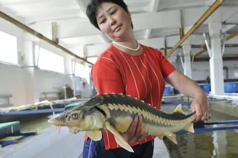 Выпущенная рыба