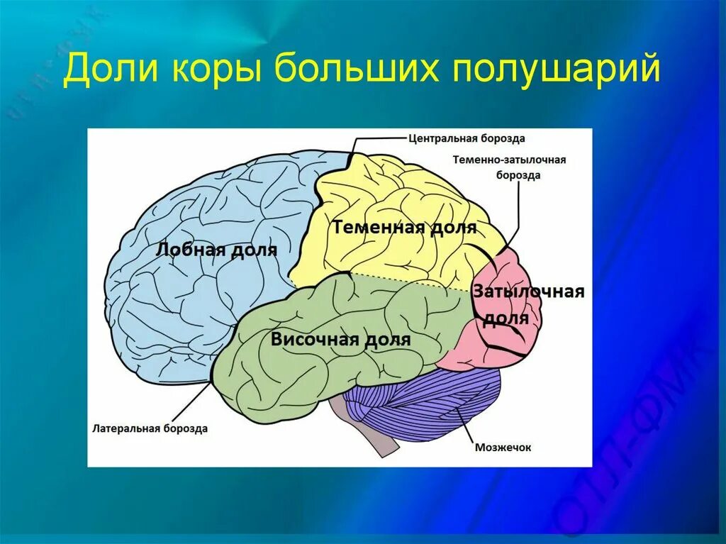 Кбп биология. Доли коры больших полушарий мозга. Корковые зоны больших полушарий головного мозга. Основная функция первичных полей коры больших полушарий мозга это. Доли коры.