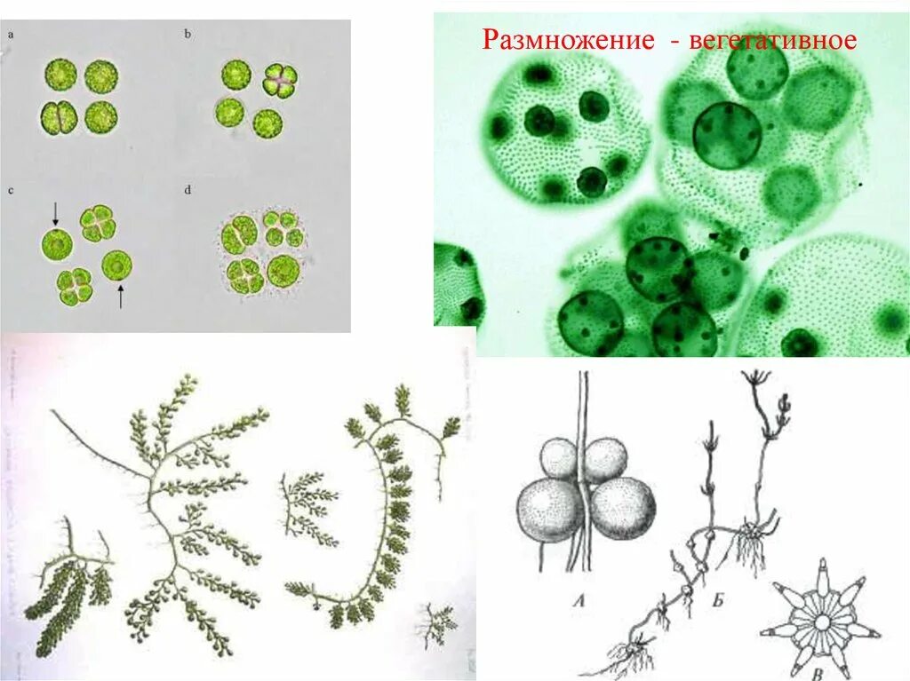 Клетка бесполого размножения водорослей. Бесполое размножение – зооспорами.. Цианобактерии размножение. Размножение цианобактерий схема. Бесполое вегетативное размножение водорослей.