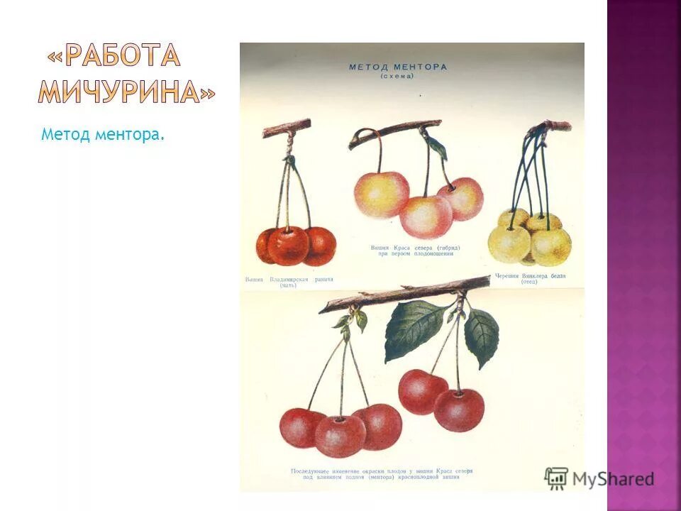 мичурин селекция методы ментора. методы работы мичурина в селекции. в. мичурин селекция методы ментора. мичурин селекция растений.