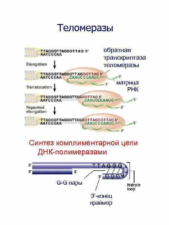 Обратная транскриптаза. РНК транскриптаза. Теломераза ДНК зависимая РНК полимераза. Механизм теломеразы. Характеристика обратной транскриптазы.