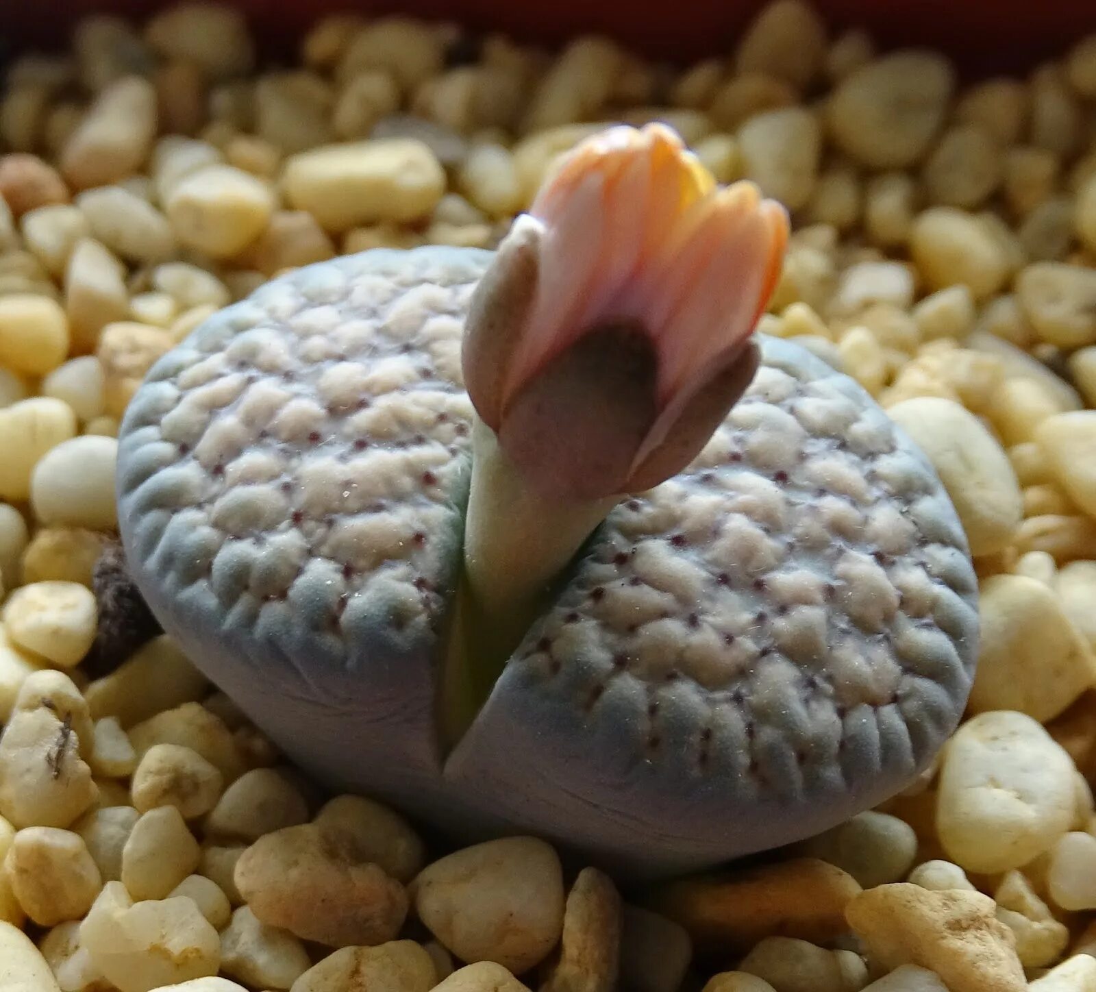 Суккулент литопс. Литопс verruculosa. Lithops verruculosa Литопс веррукулоза. Lithops dorotheae.