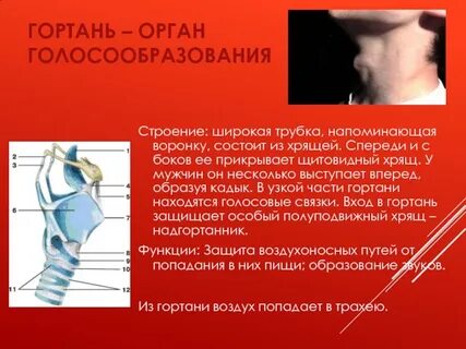 Гортань кадык