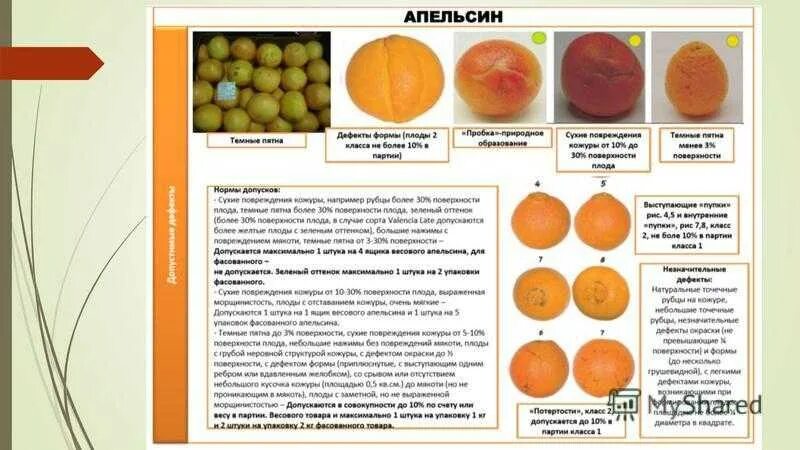 Вариант 5 представьте землю в виде апельсина