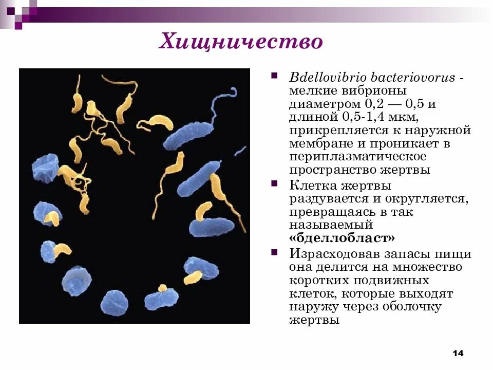 Плотоядная бактерия. Bdellovibrio bacteriovorus. Жизненный цикл Bdellovibrio bacteriovorus. Хищные бактерии. Хищничество бактерий.