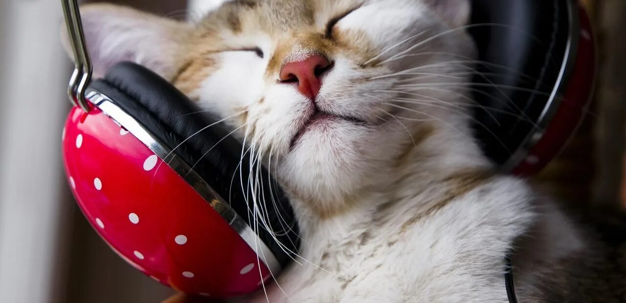 Музыкальный котик. Котенок в наушниках. Кошка с наушниками. Кот слушает музыку. Веселые песни на утро
