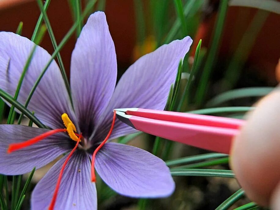 Sativus Saffron Крокус. Cnicus satiuus Шафран посевной. Шафран посевной (Crocus sativus). Шафран специя Крокус.